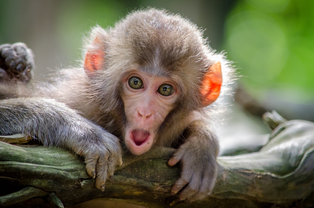 Monkey show performance